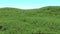 Green grass background. Hilly landscape covered with grass.