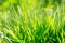 Green Grass Background. natural grass lawn in the garden