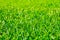 Green grass background. Nature, natural lawn, garden, clean environment, fresh air