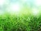 Green grass background, nature texture