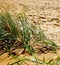 Green grass on a background of sand, view of sandy beach and dune with herb, stylized painting.