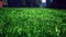 Green grass background. Stadium night. Green grass soccer field background.