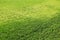 Green grass background stock photo