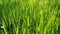 Green Grass Background With Sun Beam. Wheat field. Winter crops crops sprouted. Spring came