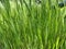 Green Grass Background With Sun Beam. Wheat field. Winter crops crops sprouted. Spring or summer. Partially Defocused Horizontal