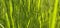 Green Grass Background With Sun Beam. Wheat field. Winter crops crops sprouted. Spring or summer. Partially Defocused Horizontal