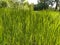 Green Grass Background With Sun Beam. Wheat field. Winter crops crops sprouted. Spring or summer. Partially Defocused Horizontal