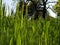 Green Grass Background With Sun Beam. Wheat field. Winter crops crops sprouted. Spring or summer. Partially Defocused Horizontal