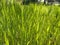 Green Grass Background With Sun Beam. Wheat field. Winter crops crops sprouted. Spring or summer. Partially Defocused Horizontal