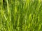 Green Grass Background With Sun Beam. Wheat field. Winter crops crops sprouted. Spring or summer. Partially Defocused Horizontal