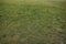 Green grass background for surface