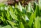 Green grass background texture. Field of fresh green grass texture as a background, top view, horizontal. Artificial green grass t