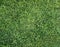 Green grass background texture lawn greenery plain plant soccer golf natural fresh park pattern surface abstract field wallpaper