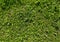 Green grass background texture, Top view of fresh green grass garden Ideal concept used for making green flooring, energy