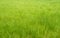 Green grass background turf grass surface abstract top image