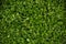 Green grass background, vignette corner