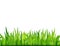 Green grass banner. Vector background