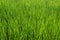 green grass. Beauty natural background. wallpaper green color