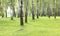 Green grass in birch grove in early summer