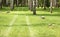 Green grass in birch grove in early summer