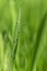 Green Grass blade Water Drop