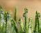 Green grass blades with rain drops that reflect saguaro cactus