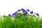 Green grass and blue pansies against white background