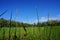 Green grass with Blue sky