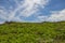 Green grass and blue sky in okinawa islands