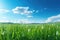 Green grass and blue sky with white clouds. Spring landscape. Nature background