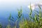 Green grass and blue sky with white clouds in water reflection in summer season. Tranquil country rural landscape