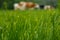 Green grass with blurred cows on the background. Close up of grazed grass stem.Beef cattle pasturing free blurred image.Close up