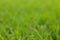 Green grass bokeh