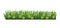 Green grass border. Fresh green floral grass. Isolated on transparent background. Vector Illustration for use as design