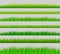 Green grass borders set on transparent background vector