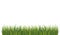 Green grass bottom page panorama frame vector pattern. Fresh summer grass. Graphic illustration