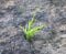 Green Grass budding over a Grey Bare Land - Botany - Biology - Survival Struggle - Growth