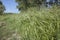 Green grass bundle and a wind shovel in the background