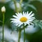 Green grass and chamomile in the meadow. Spring or summer nature scene with blooming white daisies in. Soft close up