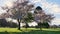 Green grass and charming cherry blossom trees in park, sunny spring