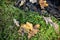 Green grass, clods of soil and yellow oak leaves