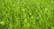 Green grass close-up. Abstract macro shot. Dew drops shine with splendor.