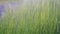 Green grass close-up in a field. The sun is at sunset. The grass sways in the wind. Green juicy lawn, it's time to mow