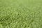 Green grass close up. Grass defocus on background for copy space