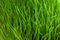 Green grass close up pattern