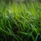 Green grass close-up super macro shooting