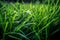 Green grass close-up super macro shooting. Generative AI.