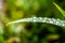 Green grass closeup with large dewdrops sparkling in the sunlight. Copy space nature background