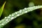 Green grass closeup with large dewdrops sparkling in the sunlight. Copy space nature background