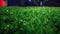 Green grass. Closeup. Lawn close up. Grass background. Green grass soccer field